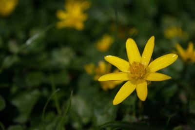 Close-up of yellow flower