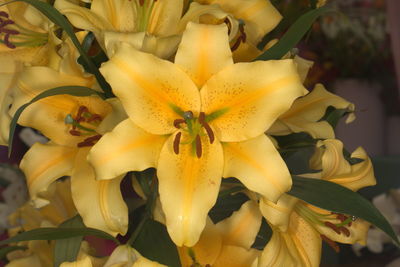 Close-up of yellow flowering plant