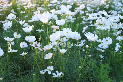 Close-up of white flowers blooming in field