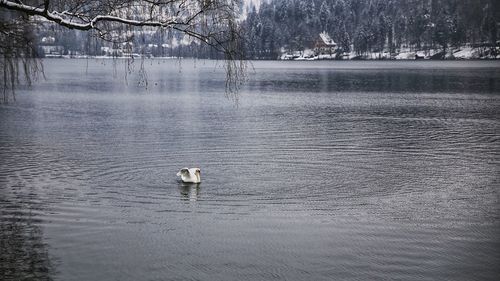 Swan on winter lake
