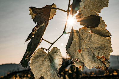 Close-up of dry leaves on plant against sky