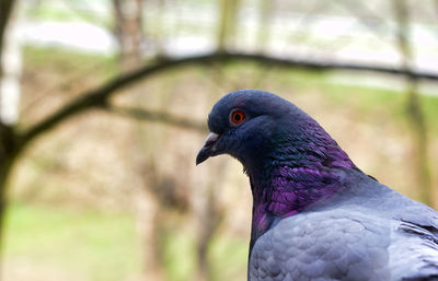 Serious rock pigeon close-up portrait side profile against blurry background. eye of bird, headshot