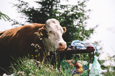 Cow on grass