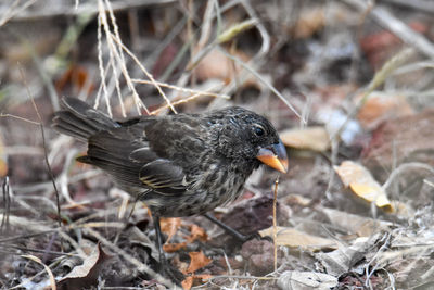 High angle view of bird perching on a field