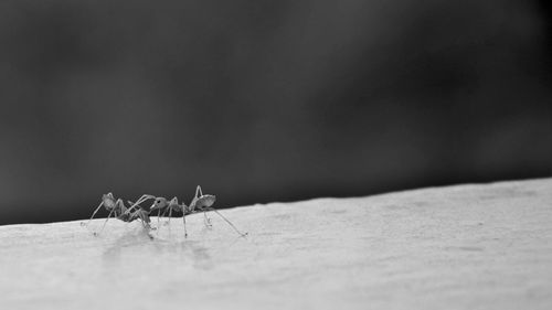 Close-up of ant on the ground