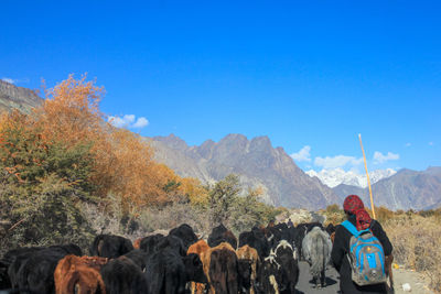 Rear view of person with animals walking on footpath against mountains