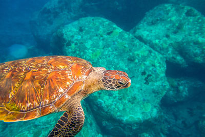 Turtle swimming in blue water