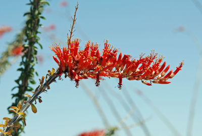 Close-up of red flowers growing on plant against sky