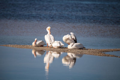 Swans and ducks swimming in lake