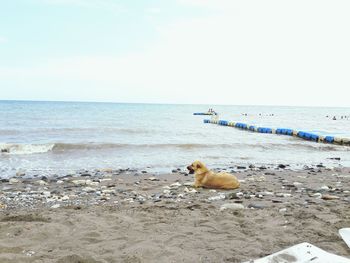 View of crab on beach against sky
