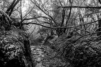 Bare trees in forest