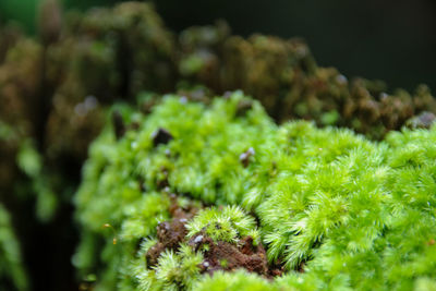 Close-up of green plant