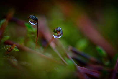 Close-up of water drops on plant