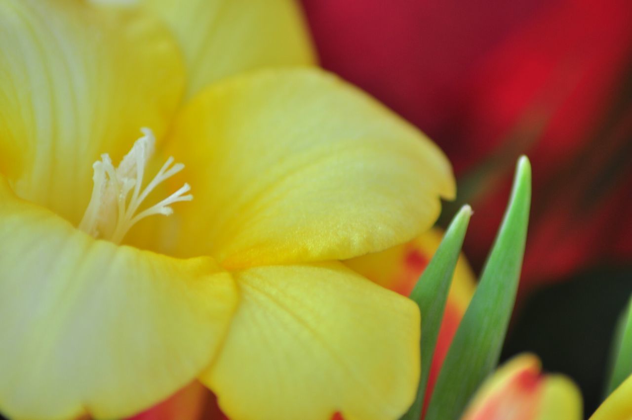 flower, petal, freshness, flower head, fragility, beauty in nature, growth, yellow, close-up, nature, blooming, stamen, single flower, blossom, in bloom, backgrounds, full frame, plant, pollen, macro