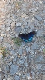 High angle view of butterfly on rock