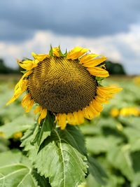 Close-up of sunflower