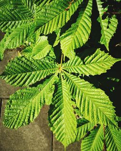 High angle view of fern leaves