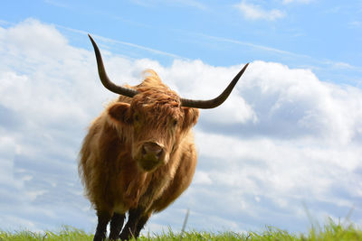 Portrait of highland cattle running on field