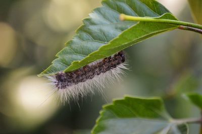 Close-up of plant and caterpillar