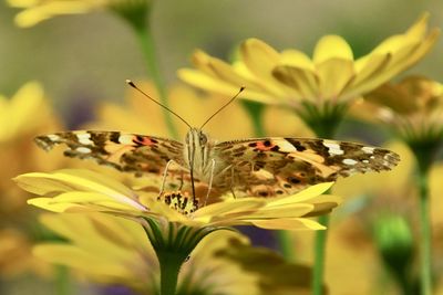 Close-up of butterfly pollinating on flower