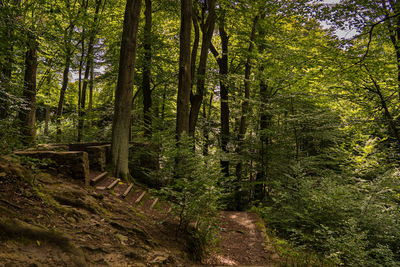 Trees growing in forest