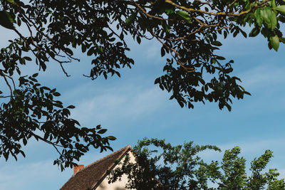 Low angle view of tree against sky