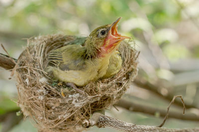 Close-up of bird perching on nest