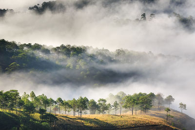 Panoramic view of trees on landscape against sky