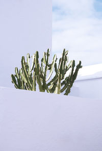 Tropical location. cactus on white house minimalist background.