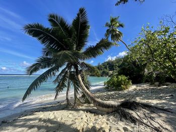 Palm trees on beach against sky