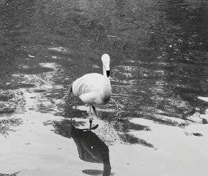 Swan swimming on lake