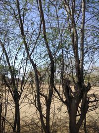 Low angle view of bare trees against sky