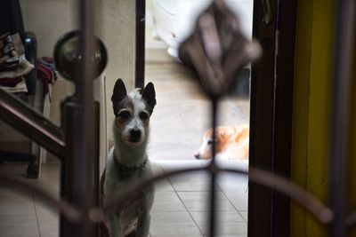 Dog looking through window at home