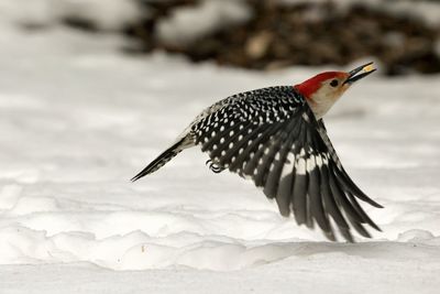 Close-up of a bird flying over water