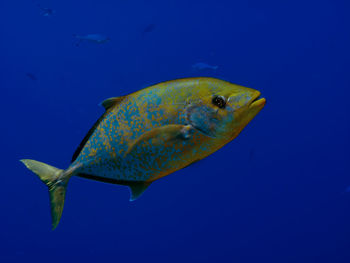 Close-up of fish swimming in sea