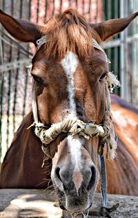 Close-up portrait of a horse