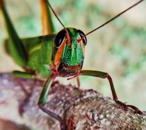 Close-up of insect