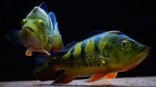 Close-up of fish swimming in sea