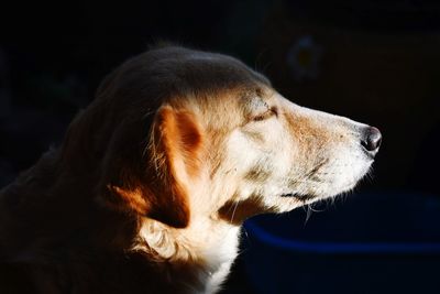 Close-up of dog looking away