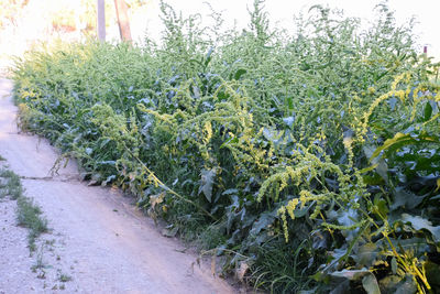 Close-up of plants growing on field