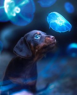 Close-up of dog swimming underwater