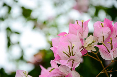 Close-up of pink flowers blooming outdoors