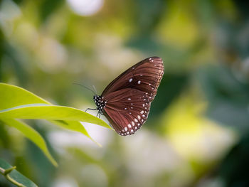 Close-up of butterfly on leaf