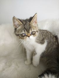 Close-up portrait of a cat