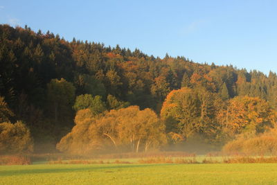 Trees on field against sky during autumn