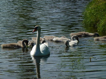 Swans swimming in lake