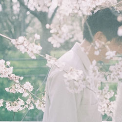 Close-up of white cherry blossoms