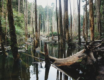 Reflection of trees in water