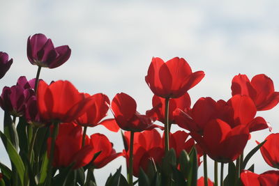 Close-up of red flowering plants against sky