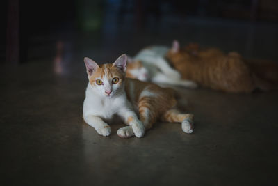 Portrait of ginger cat on floor